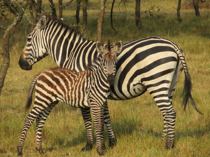 Comfort lodge near Lake Mburo National Park