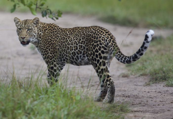 Comfort lodge near Lake Mburo National Park