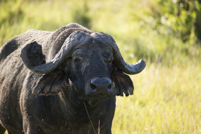 Comfort lodge near Lake Mburo National Park