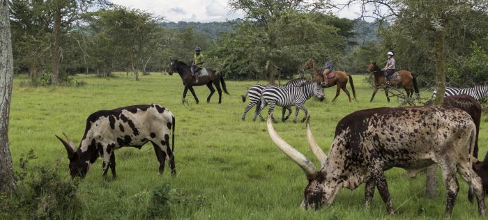 Comfort lodge near Lake Mburo National Park
