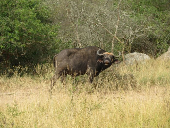 Comfort lodge near Lake Mburo National Park