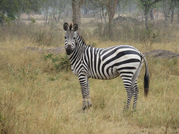 Comfort lodge near Lake Mburo National Park