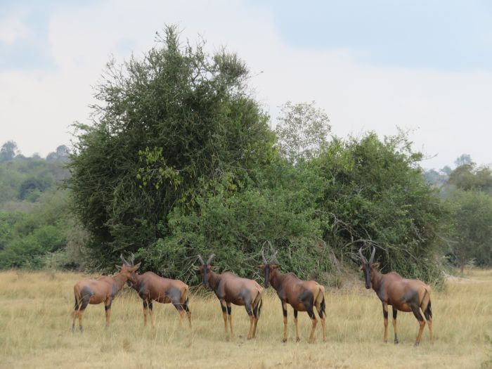 Comfort lodge near Lake Mburo National Park