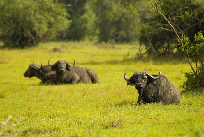 Comfort lodge near Lake Mburo National Park