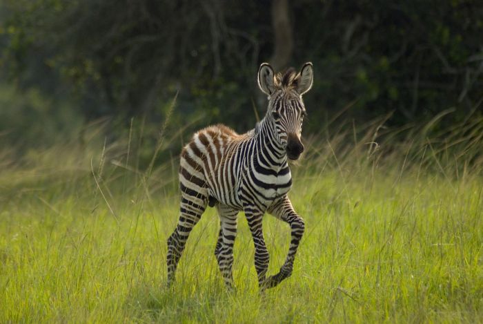 Comfort lodge near Lake Mburo National Park