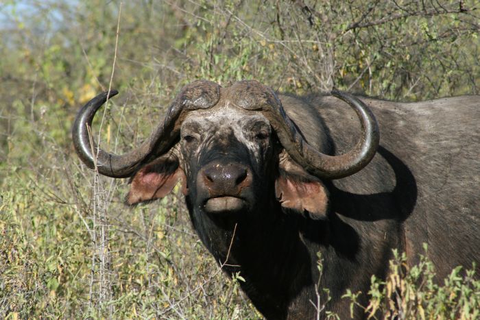 Laikipia Sosian Safari Lodge