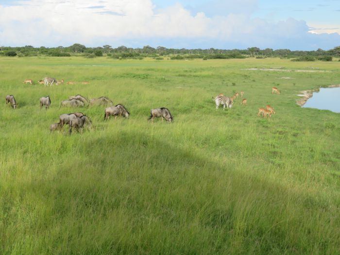 Zambezi Big Game Safari