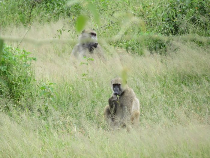 Zambezi Big Game Safari