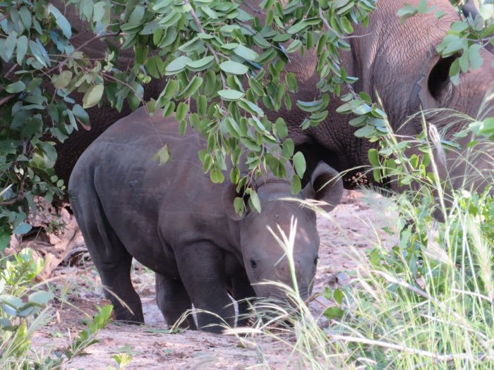 Zambezi Big Game Safari