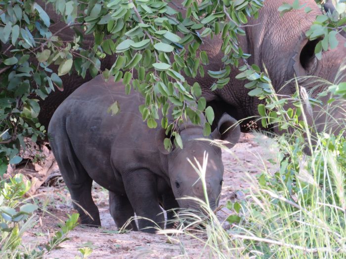 Sambesi Reit-, Kanu- und Grosswild-Safari