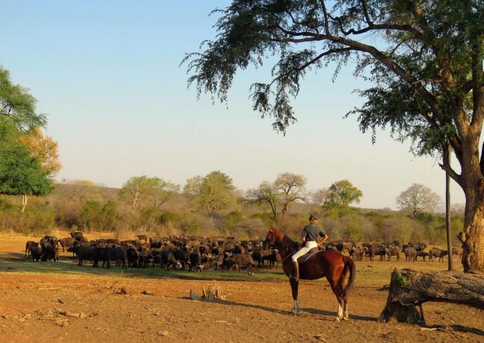 Zambezi Big Game Safari