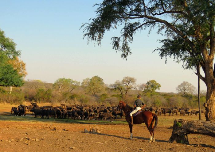 Sambesi Reit-, Kanu- und Grosswild-Safari