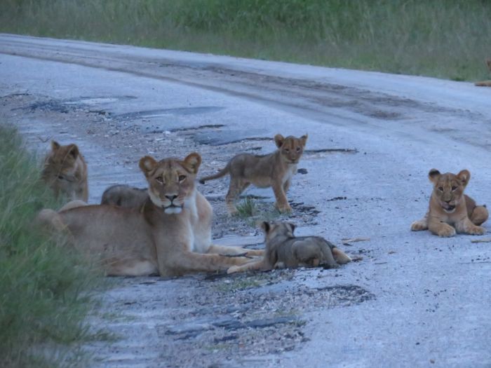 Zambezi Big Game Safari