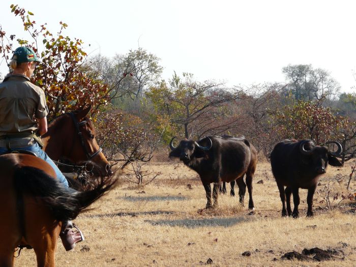 Sambesi Reit-, Kanu- und Grosswild-Safari