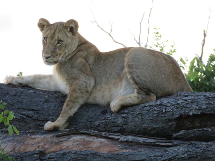 Zambezi Big Game Safari