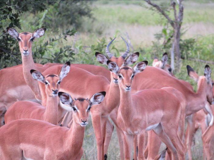 Zambezi Big Game Safari