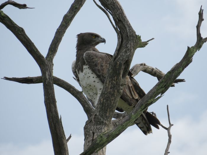 Zambezi Big Game Safari