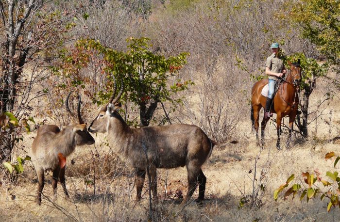 Sambesi Reit-, Kanu- und Grosswild-Safari