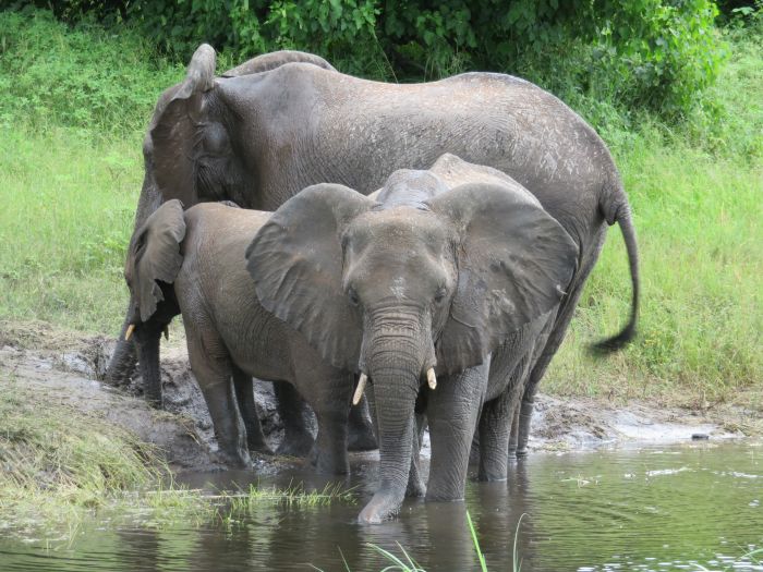Zambezi Big Game Safari