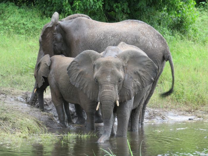 Sambesi Reit-, Kanu- und Grosswild-Safari