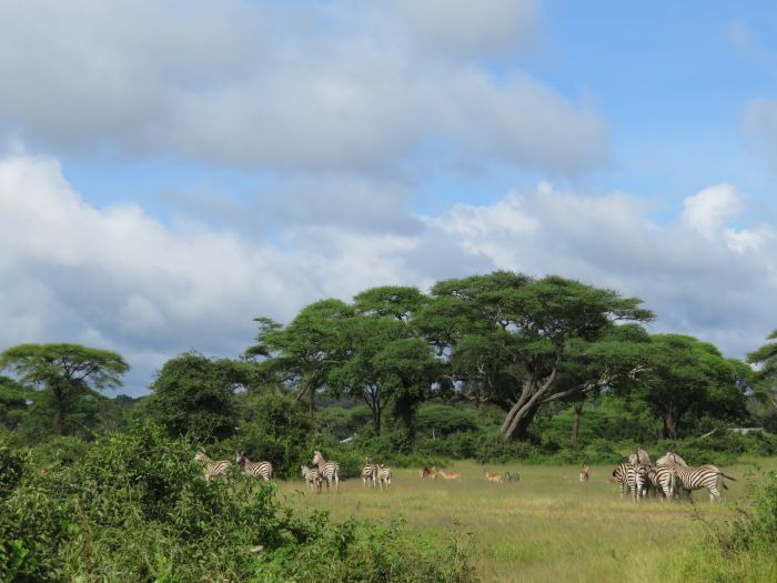 Zambezi Big Game Safari