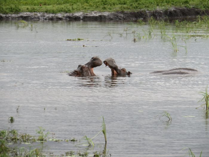 Zambezi Big Game Safari