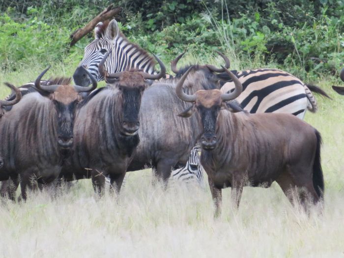 Zambezi Big Game Safari