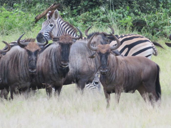 Sambesi Reit-, Kanu- und Grosswild-Safari