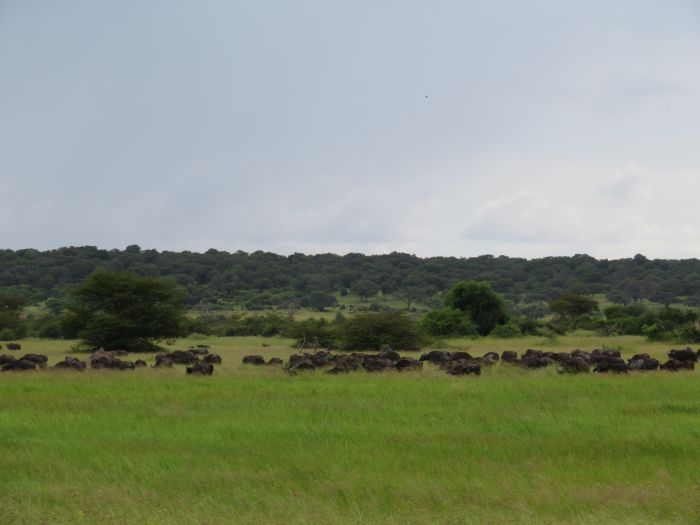 Zambezi Big Game Safari
