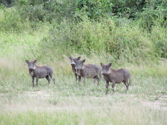 Zambezi Big Game Safari