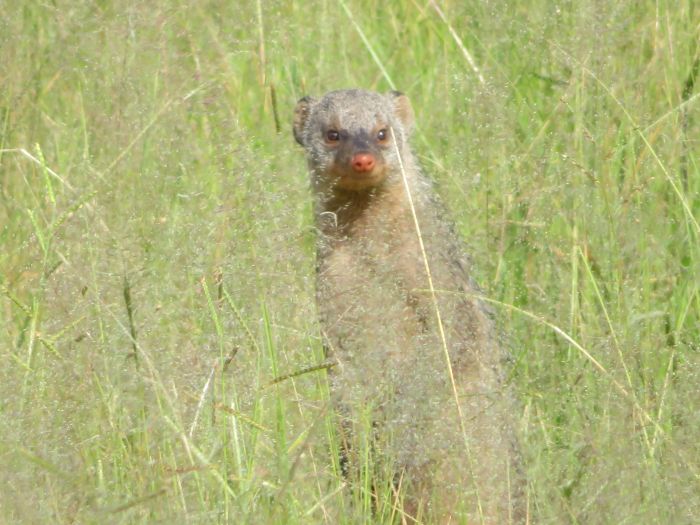 Zambezi Big Game Safari