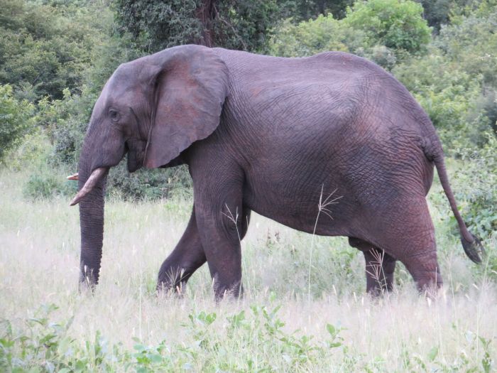 Zambezi Big Game Safari