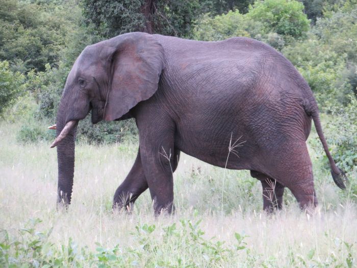 Sambesi Reit-, Kanu- und Grosswild-Safari