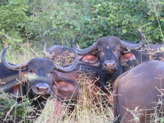 Zambezi Big Game Safari
