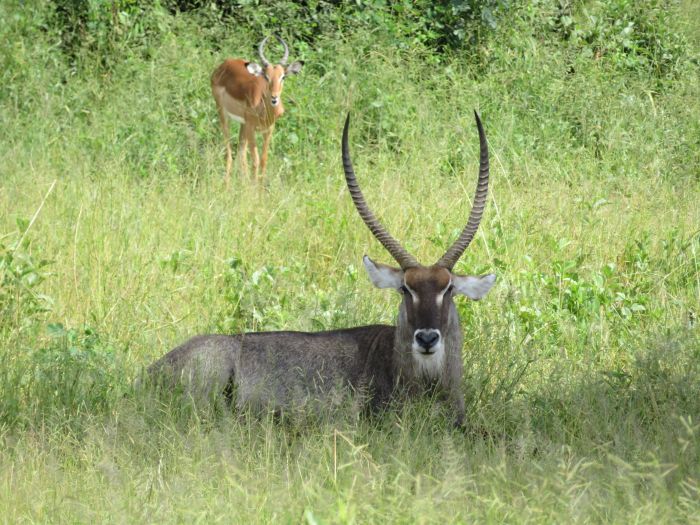 Sambesi Reit-, Kanu- und Grosswild-Safari