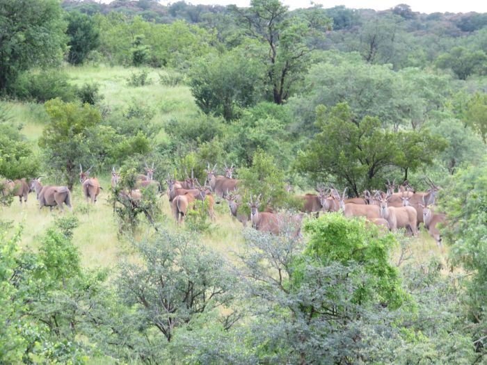 Zambezi Big Game Safari
