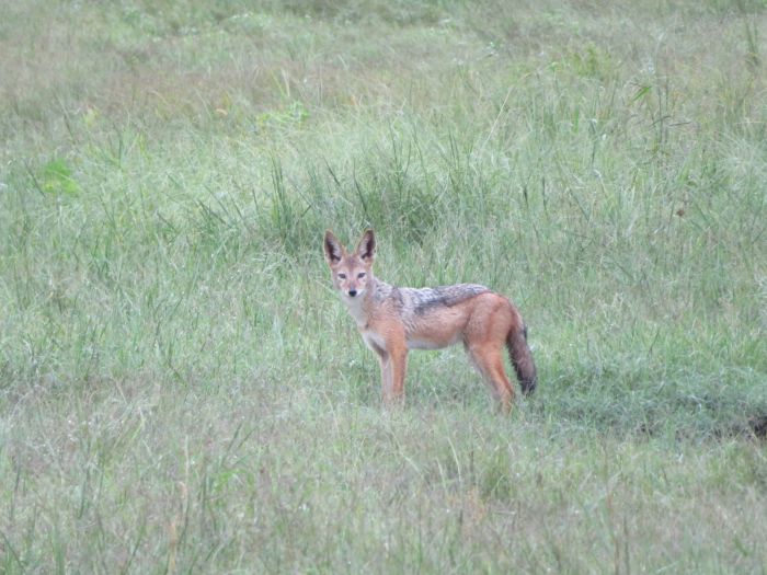 Zambezi Big Game Safari