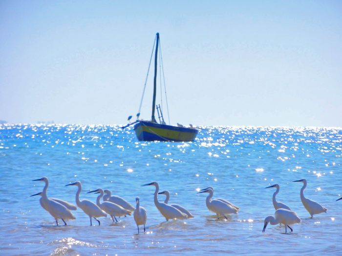 Beach Paradise Mozambique