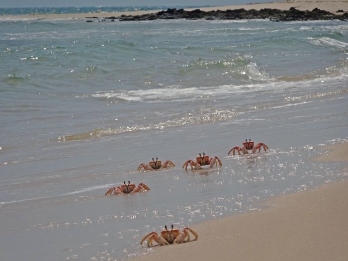 Beach Paradise Mozambique