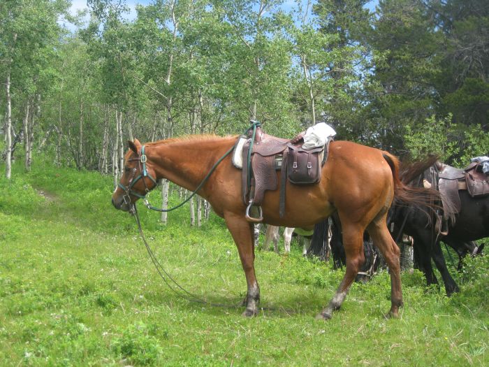 Kananaskis Country Ritte