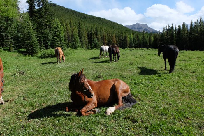 Kananaskis Country Ritte