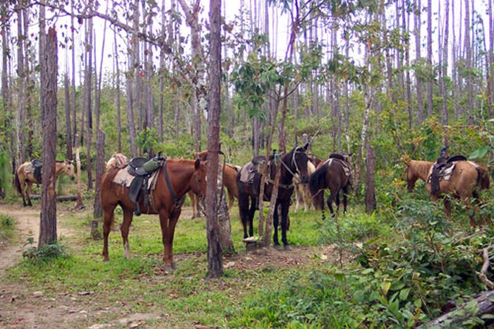 Mayan jungle ride with Caracol excursion