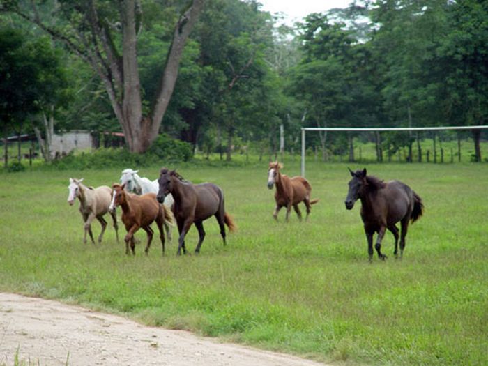 Mayan jungle ride with Caracol excursion