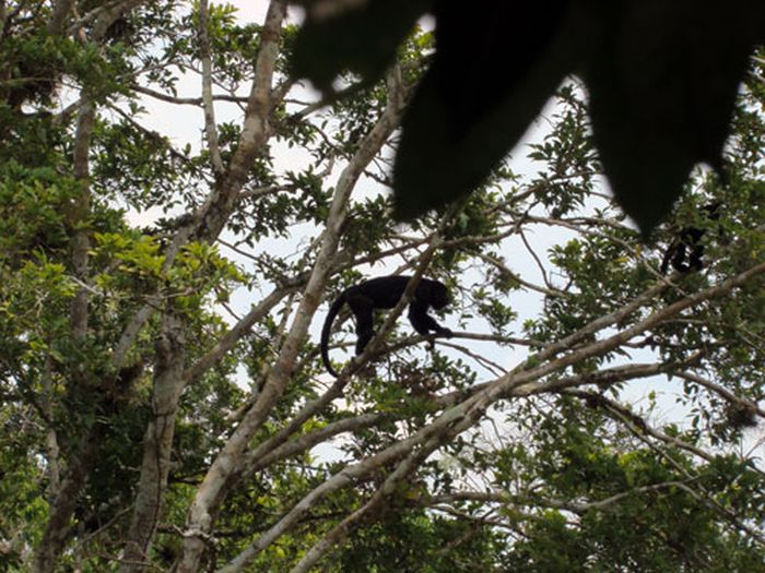 Mayan jungle ride with Caracol excursion