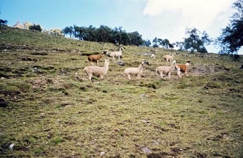 Inka Trail Classic
