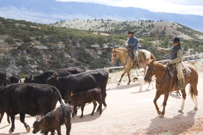 Dryhead Ranch Cattle Drives