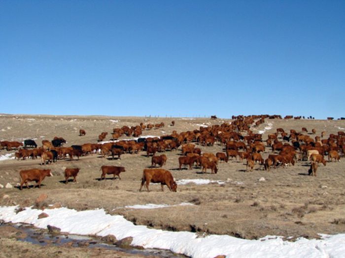 Ranches