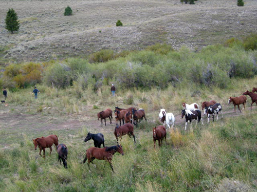 Medicine Lodge Horse Drive