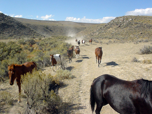 Medicine Lodge Horse Drive