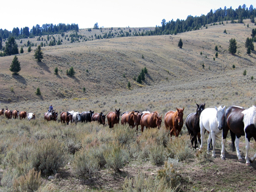 Medicine Lodge Horse Drive